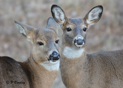 White-tailed Deer