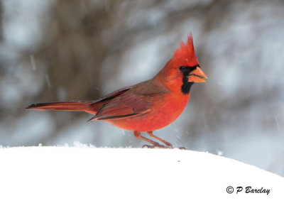 Northern Cardinal:  SERIES