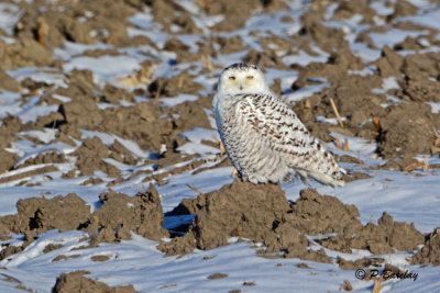 Snowy Owl