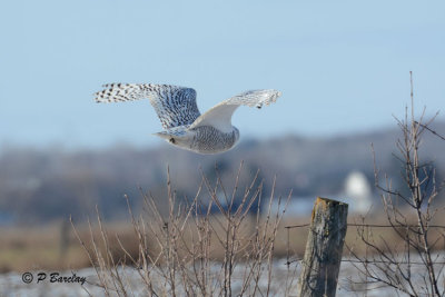 Snowy Owl