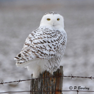 Snowy Owl:  SERIES