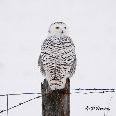 Snowy Owl