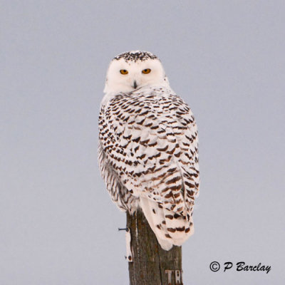 Snowy Owl:  SERIES