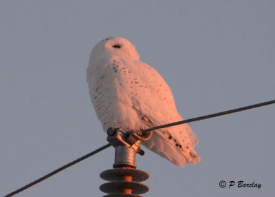 Snowy Owl:  SERIES