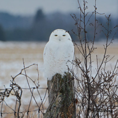 Snowy Owl