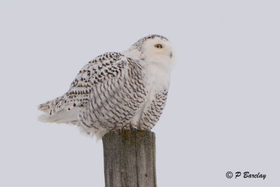 Snowy Owl:  SERIES