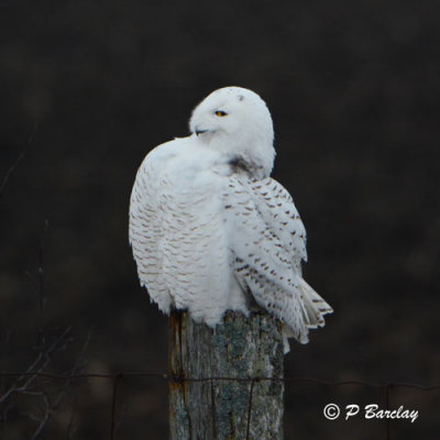 Snowy Owl:  SERIES
