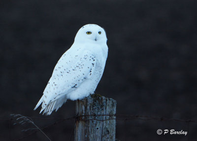 Snowy Owl