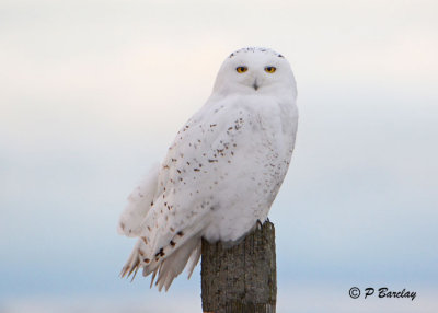 Snowy Owl