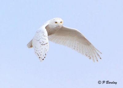 Snowy Owl