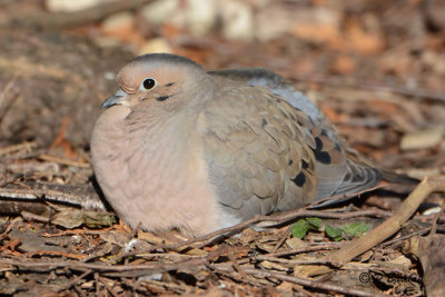 Mourning Dove