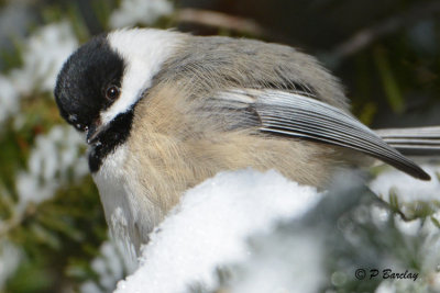 Black-capped Chickadee