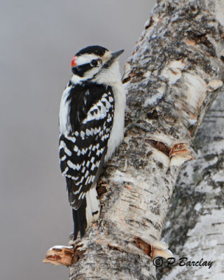 Downy Woodpecker (m)