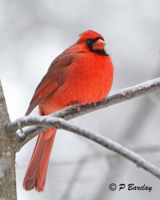 Northern Cardinal (m)