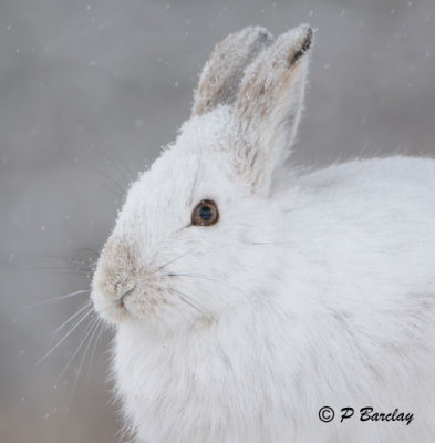Snowshoe Hare