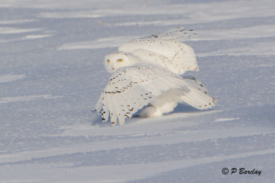 Snowy Owl