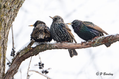 European Starlings