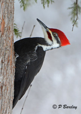Pileated Woodpeckers: SERIES