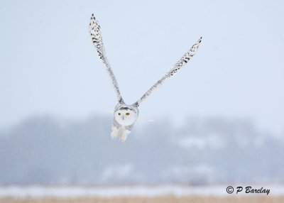 Snowy Owl:  SERIES