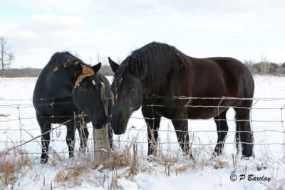 Horses