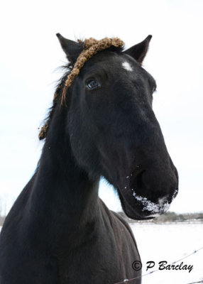 Horse