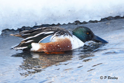 Northern Shoveler (m)