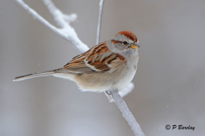 American Tree Sparrow