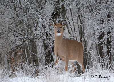 White-tailed Deer: SERIES
