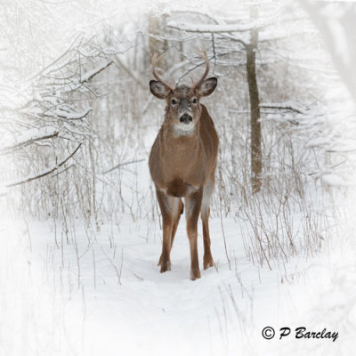 White-tailed Deer