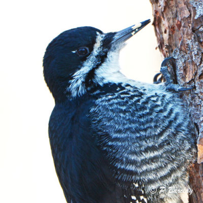 Black-backed Woodpecker (f)
