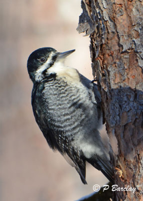 Black-backed Woodpecker (f)