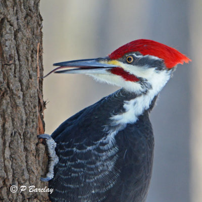 Pileated Woodpecker (m): SERIES