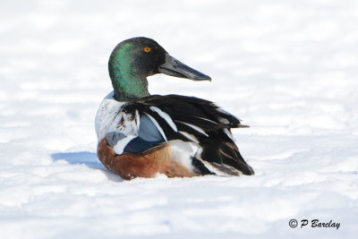 Northern Shoveler (m)