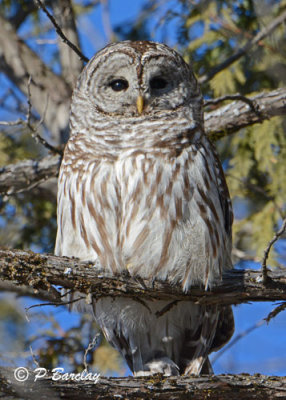 Barred Owl