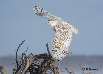 Snowy Owl