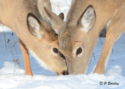 White-tailed Deer