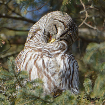 Barred Owl: SERIES