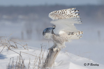 Snowy Owl