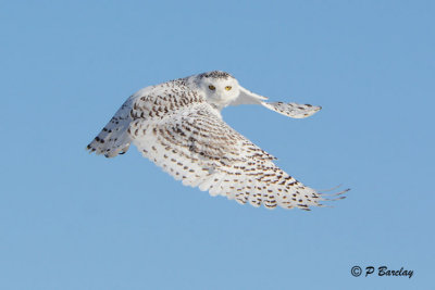 Snowy Owl