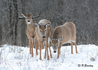 White-tailed Deer: SERIES