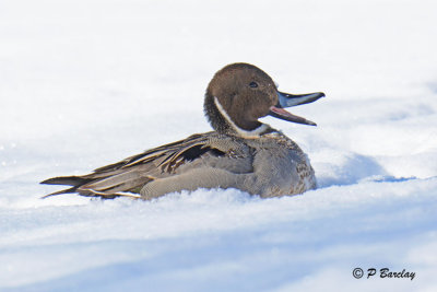 Northern Pintail (m)