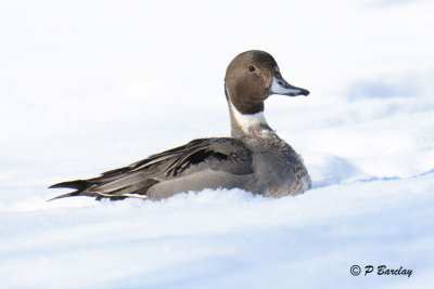 Northern Pintail (m)