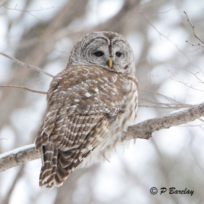 Barred Owl