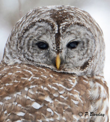 Barred Owl