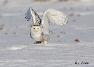 Snowy Owl