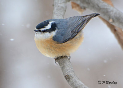 Red-breasted Nuthatch