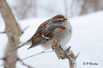 American Tree Sparrow