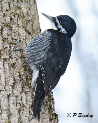Black-backed Woodpecker (f)