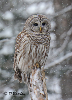 Barred Owl