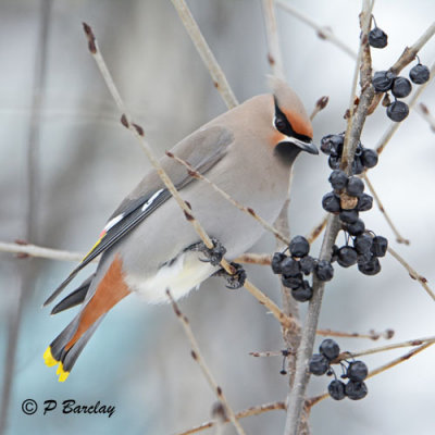 Bohemian Waxwing: SERIES